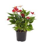 Vaso-de-Anthurium-Red-Success-Bom-Preco-Pote-09-