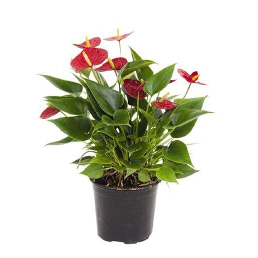 Vaso-de-Anthurium-Red-Success-Bom-Preco-Pote-09-