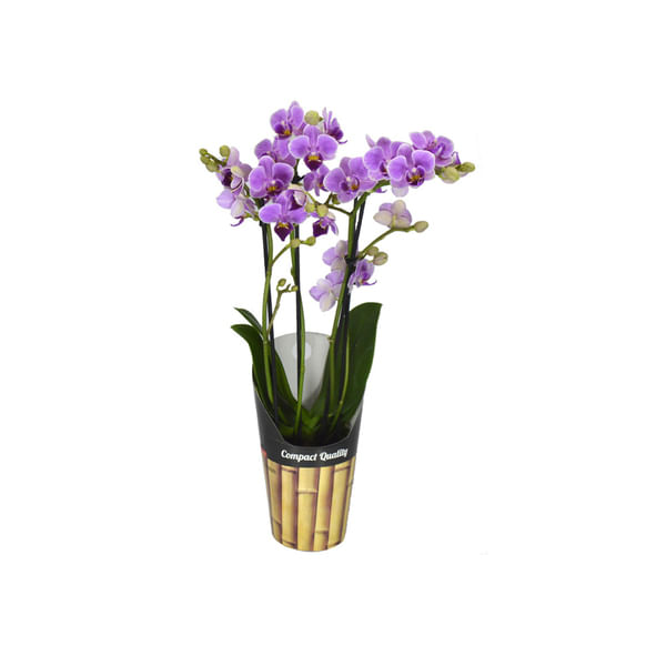 Vaso-Orquidea-Phalaenopsis-Mini-Bom-Preco-Pote-09