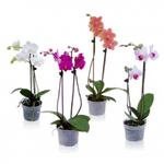 Vaso-Orquidea-Phalaenopsis-Especial-Bom-Preco-Pote-15