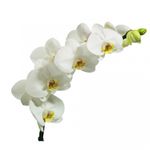 Flor-Orquidea-Phalaenopisis-P15-1-Unidade