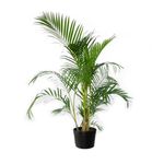 Vaso-Areca-Bambu-Pote-24