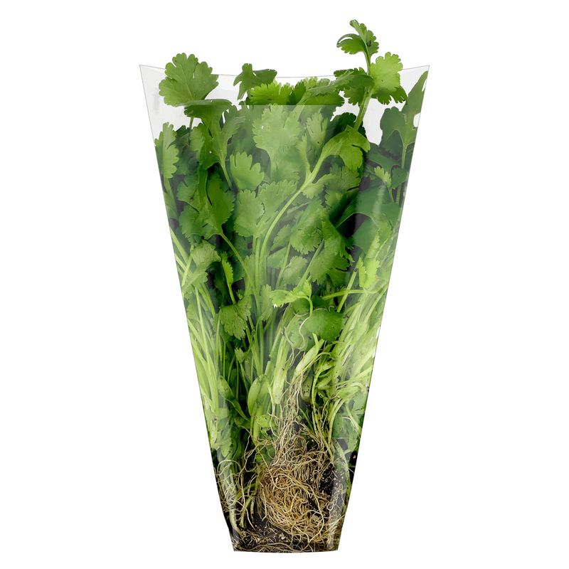 Coentro-Organico-Verde-Berimbau-