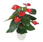 Anthurium-Pote-12