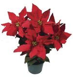 Poinsettia-Vermelha-Pote-11