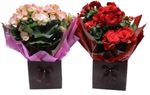 Begonia-Especial-Pote-15