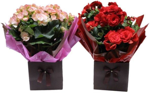 Begonia-Especial-Pote-15