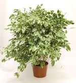 Ficus-Golden-King-Pote-24