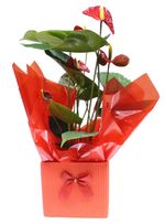 Anthurium-Especial-Pote-17