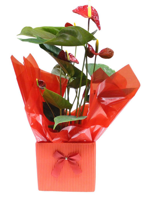 Anthurium-Especial-Pote-17