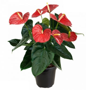 Anthurium-Pote-17-Variado