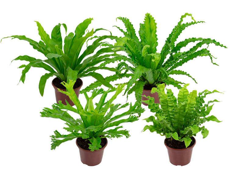 Asplenium-15-17-Variado