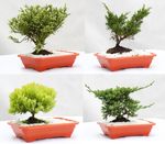 Bonsai-Jovem-Variado