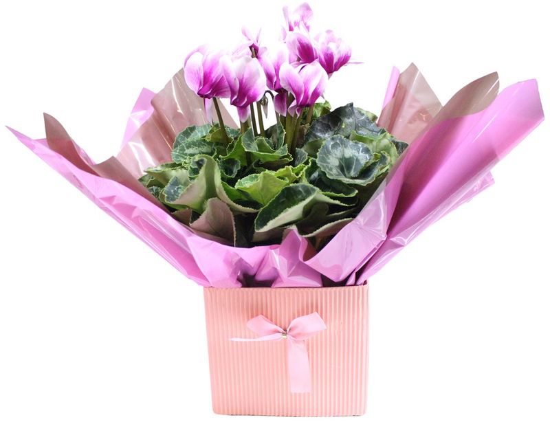 Cyclamen-Presente-Pote-15-Variado