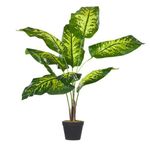 Dieffenbachia-Pote-15-Variado