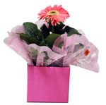 Gerbera-Decorada-Pote-15