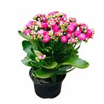 Kalanchoe-Dobrado-Pote-15-Variado