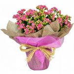 Kalanchoe-Dobrado-Presente-Pote-15-Variado