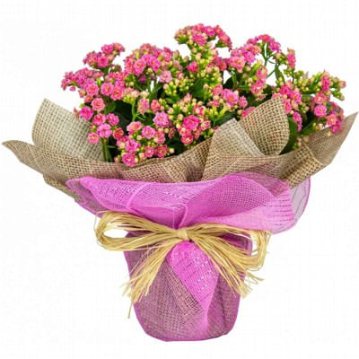Kalanchoe-Dobrado-Presente-Pote-15-Variado