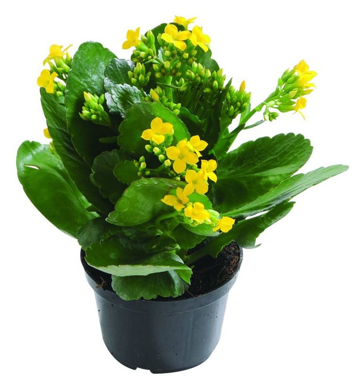 Kalanchoe-Pote-11-Variado