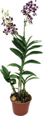 Orquidea-Denphalen-Pote-13-Variado