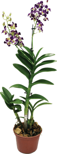 Orquidea-Denphalen-Pote-13-Variado