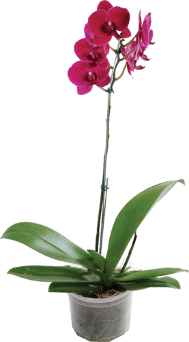 Orquidea-Phalaenopsis-Presente-2-Hastes-Variada