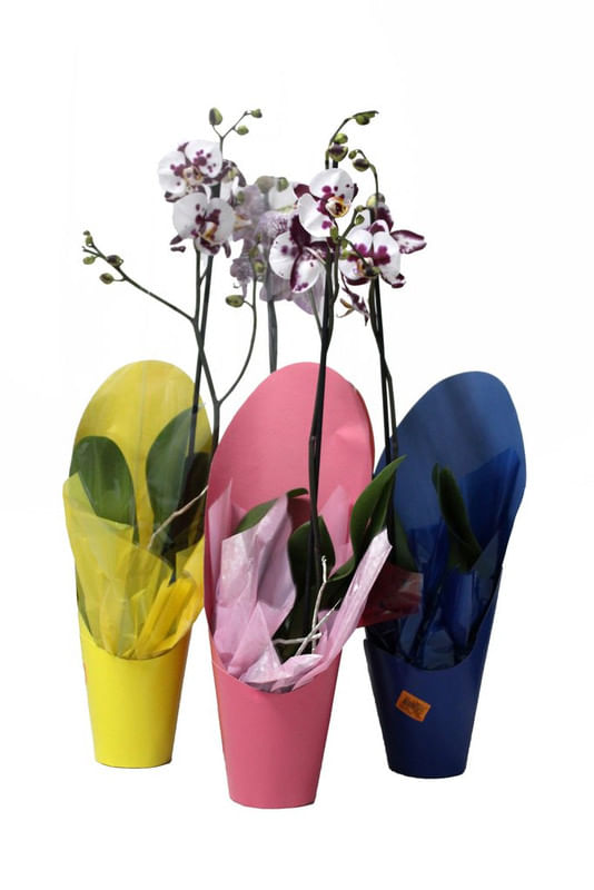 Orquidea-Phalaenopsis-Especial-Variado