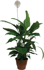 Spathiphyllum-Pote-11