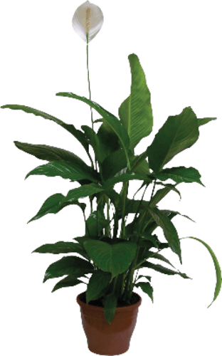 Spathiphyllum-Pote-11