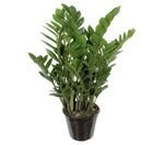 Zamioculcas-Pote-17