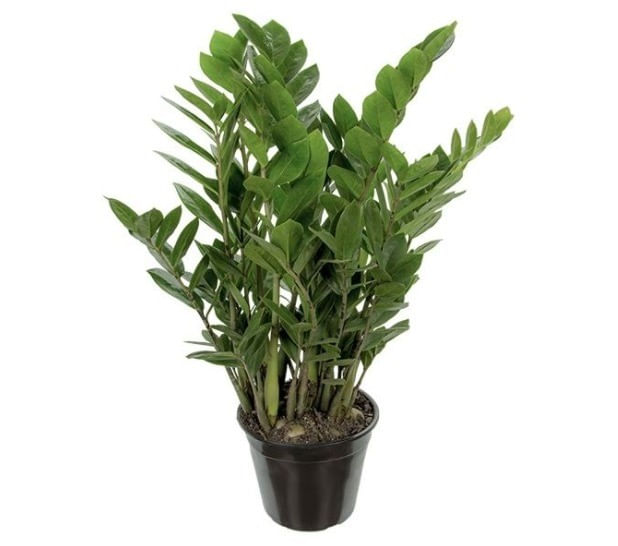 Zamioculcas-Pote-17