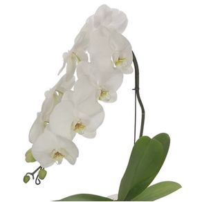 OrquideaPhalaenopsisCascataPote12Variado.jpg