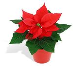 Flor-Poinsettia-Vermelha-Pote-06