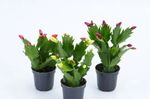 Flor-de-Maio-Pote-06