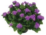 Flor-Ageratum-Pote-14-