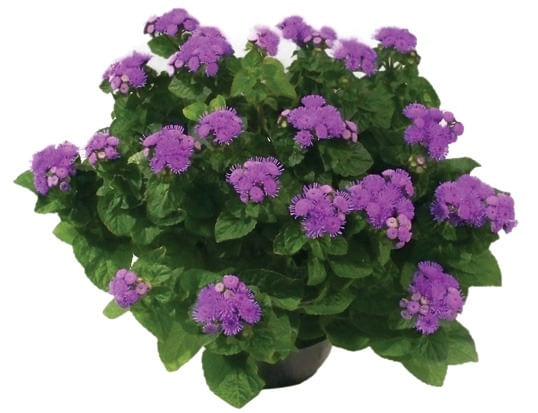 Flor-Ageratum-Pote-14-