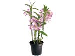 Dendrobium-Nobily-Pote-13