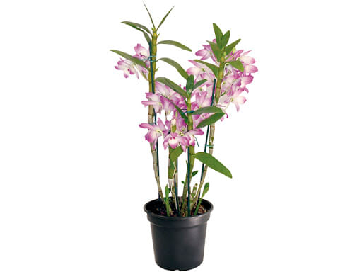 Dendrobium-Nobily-Pote-13