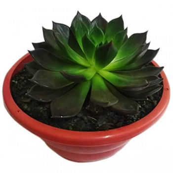 Planta-Echeveria-C21