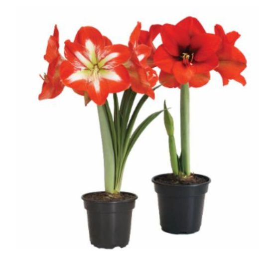 Amaryllis-Decorada-Pote-14