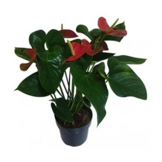 Anthurium-Mini-Million-Flowers-Vermelha-Pote-09