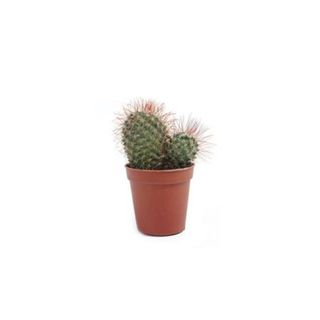 Cactus-Enxertado-Pote-07
