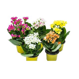 Kalanchoe-Pote-06