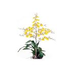 -Orquidea-Sharry-Baby-Pote-15