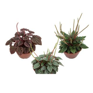 Peperomia-Mini-Variada-Cuia-13