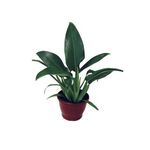 Philodendron-Pacova-Pote-20