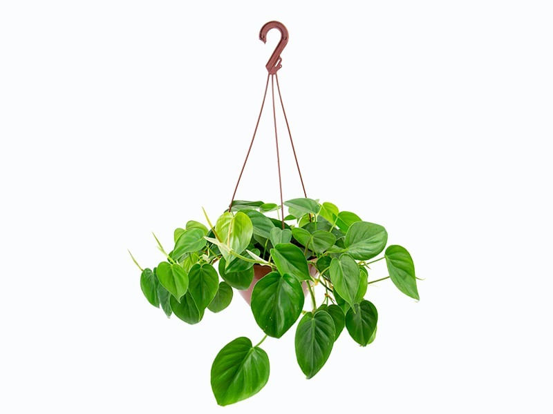 Philodendron-Variada-Cuia-21