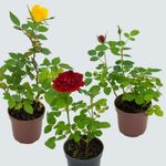 Roseira-Mini-Pote-6