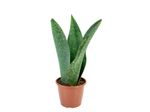 Sansevieria-Vitoria-Pote-20